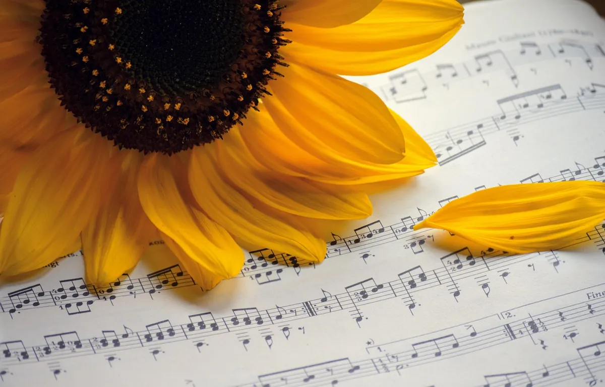 sunflower, summer songs, choir, sheet music, summer concert, autumn songs, music, songs, concert, to sing, notenblatt, birthday song, teacher gradebook, grades,