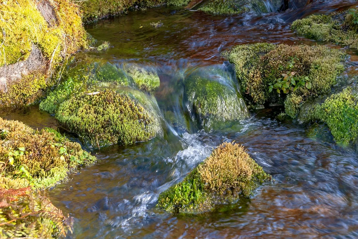 stream, moss, nature, channel, autumn, season, fall, outdoors